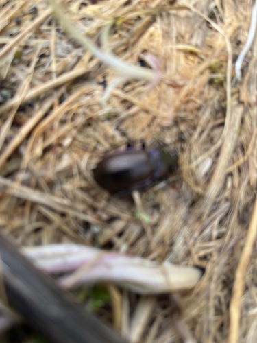 Bronze Ground Beetle