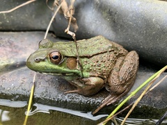 Lithobates clamitans