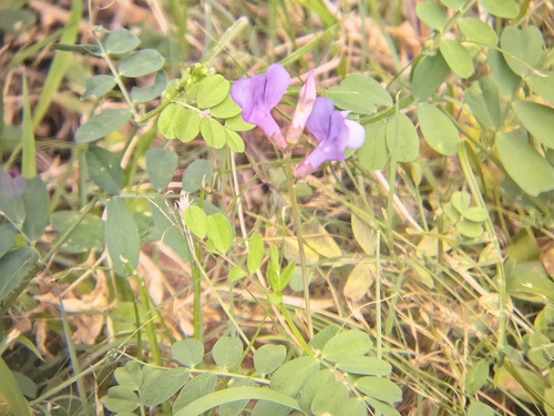 Vicia bungei, 2026-05-16
