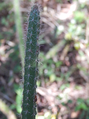 Praecereus euchlorus