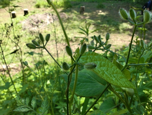 Torilis scabra observed 2026-05-16