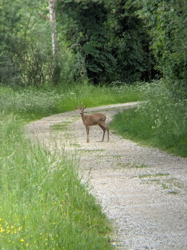 Western Roe Deer