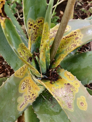 Uromyces aloes observed 2026-05-16