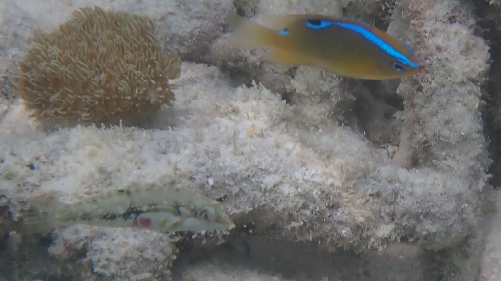 Nebulous wrasse