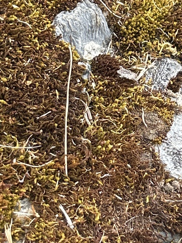 Vinealobryum vineale observed 2026-05-16