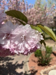 Prunus campanulata