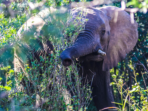 African Savanna Elephant