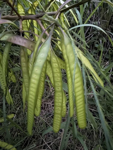 Leucaena leucocephala