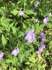 Phacelia bipinnatifida