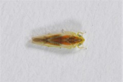 Erythridula rufostigmosa