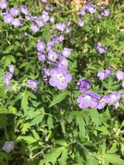 Phacelia bipinnatifida