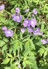 Phacelia bipinnatifida