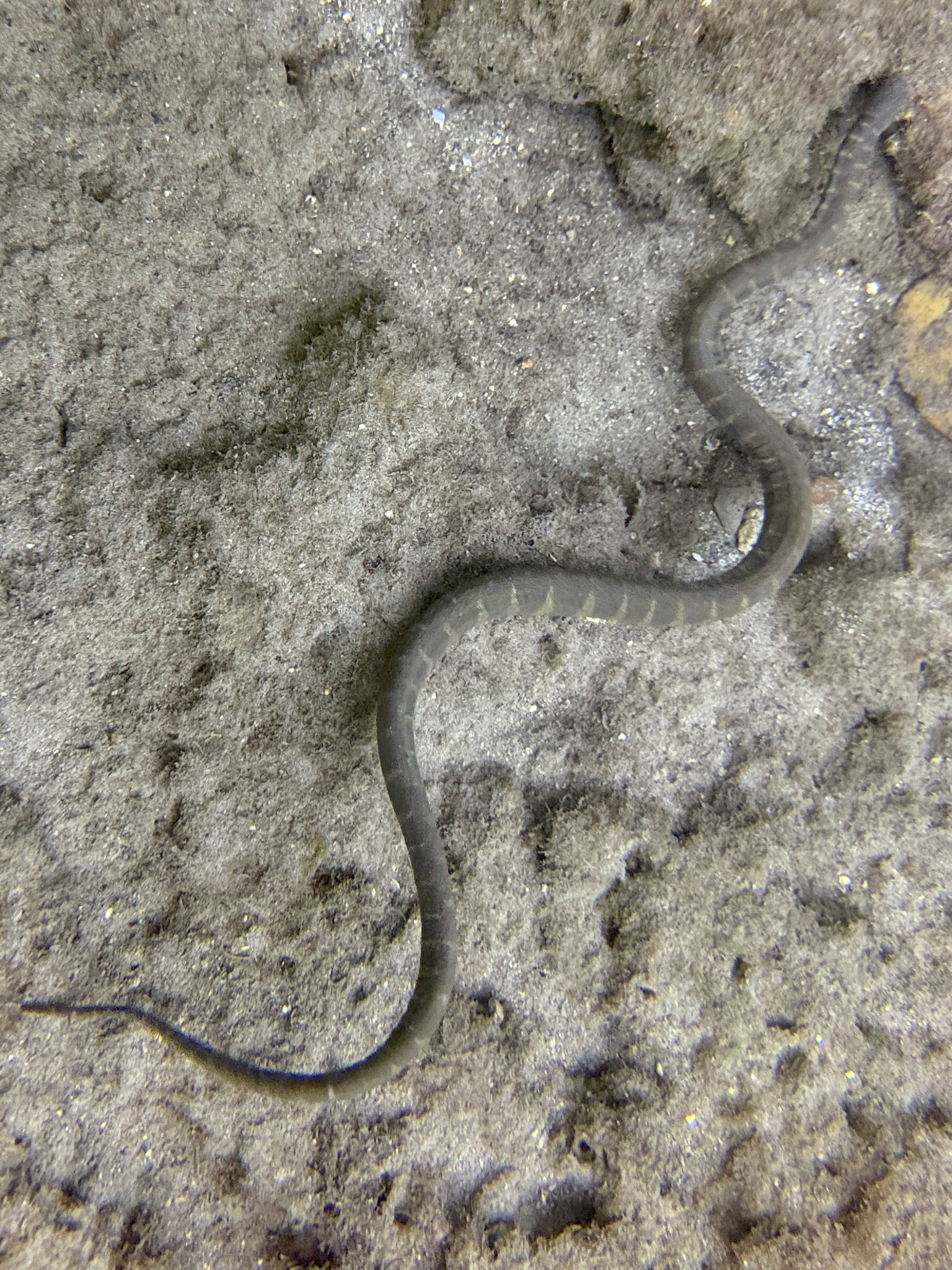 Acrochordus granulatus (Schneider, 1799)