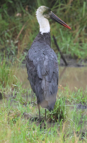 iNaturalist image