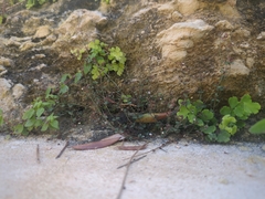Micromeria filiformis
