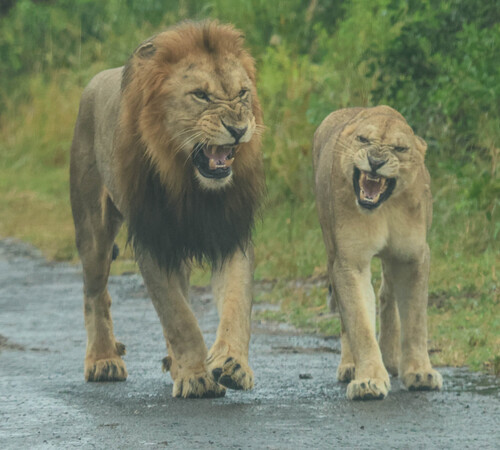 Southern Lion