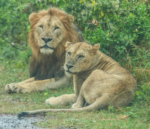 Southern Lion