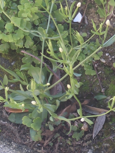 Centaurium bianoris (Centaurium bianoris)