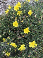 Helianthemum songaricum