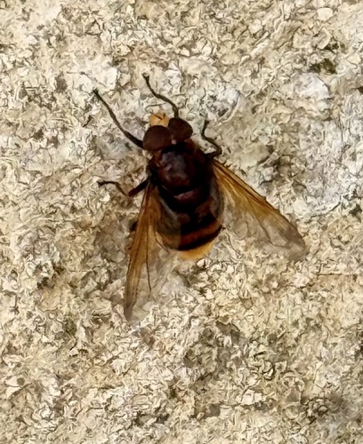 Hornet Mimic Hover Fly