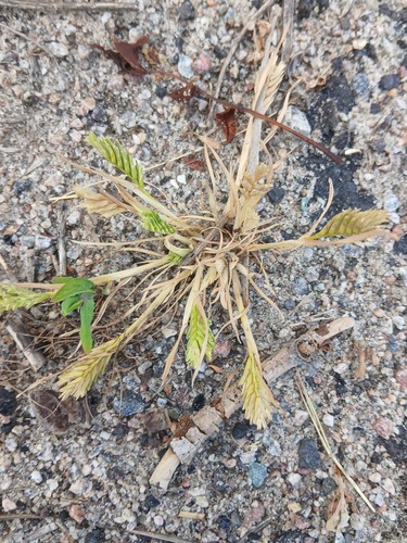 Sclerochloa dura, photograph 5