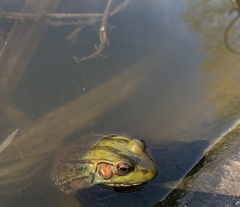 Lithobates clamitans