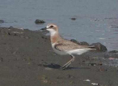 iNaturalist image