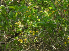 Combretum farinosum