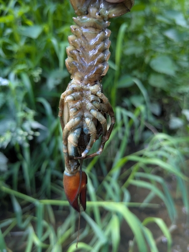 Signal Crayfish