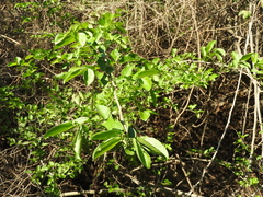 Combretum farinosum