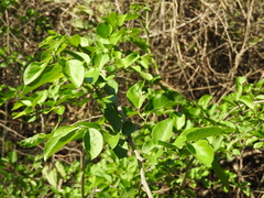 Combretum farinosum