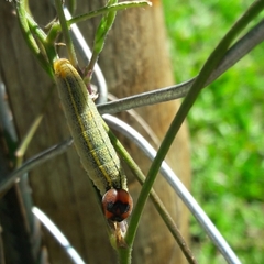Urbanus proteus proteus