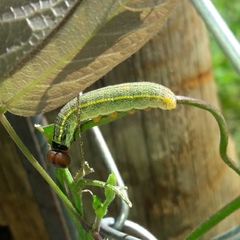Urbanus proteus proteus