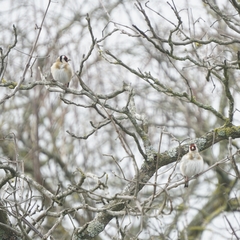 Carduelis carduelis