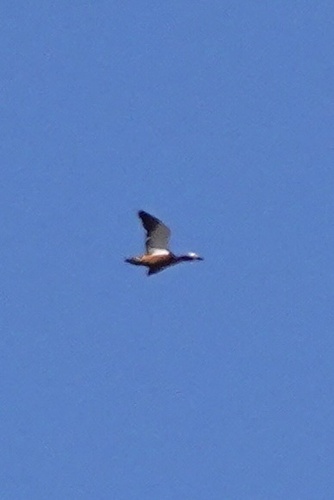 iNaturalist image