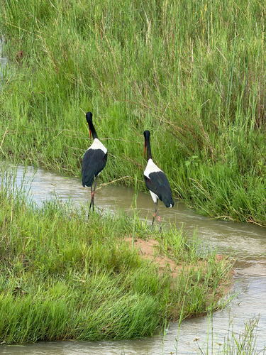 iNaturalist image