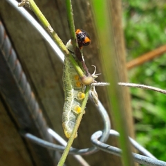 Urbanus proteus proteus