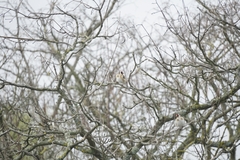 Carduelis carduelis