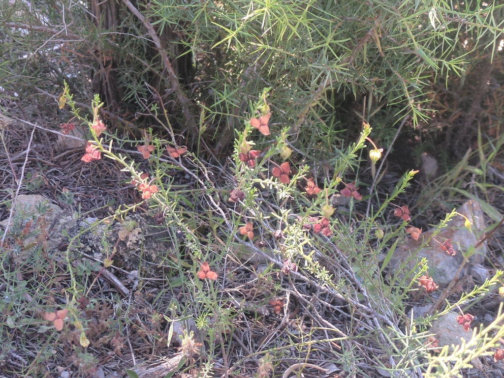 Fumana ericoides; photograph (c) Xavier Mas, some rights reserved (CC BY)