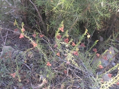 Fumana ericoides