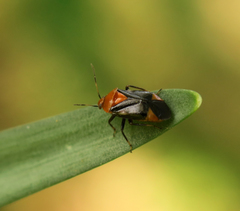 Neocapsus