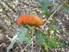 Combretum farinosum