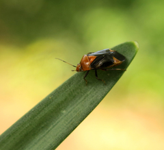 Neocapsus