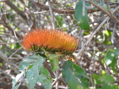 Combretum farinosum