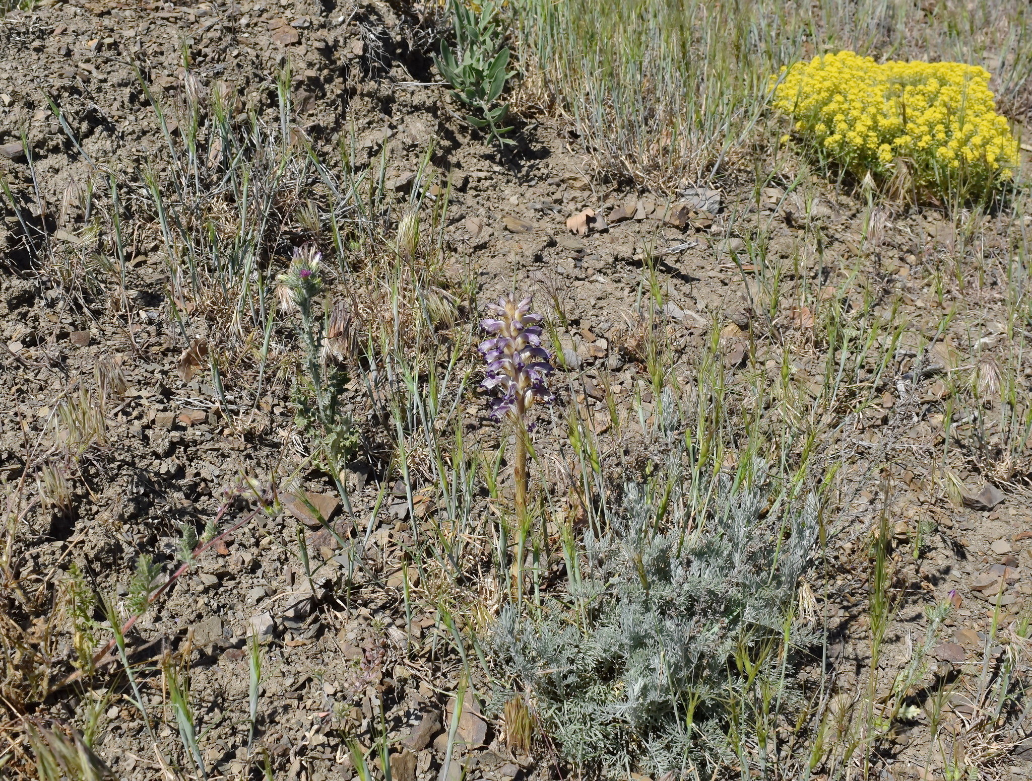 Sunflower broomrape