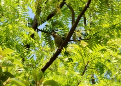 Myiopsitta monachus