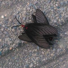 Histia flabellicornis