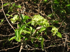 Combretum farinosum
