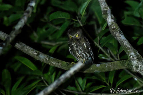 Ninox philippensis observed 2026-04-30