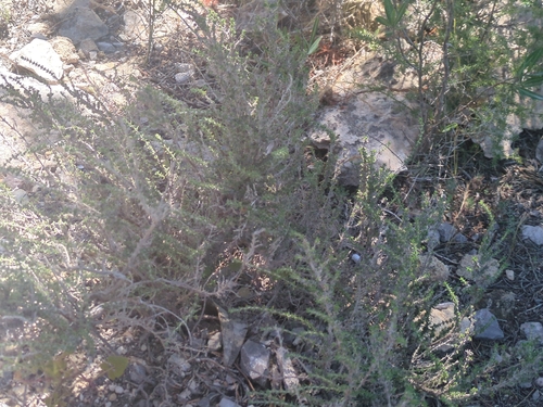 Micromeria inodora